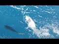 UMA PESCARIA DE 35 KM, O PEIXE NÃO DEIXAVA NEM A ISCA DESCER.