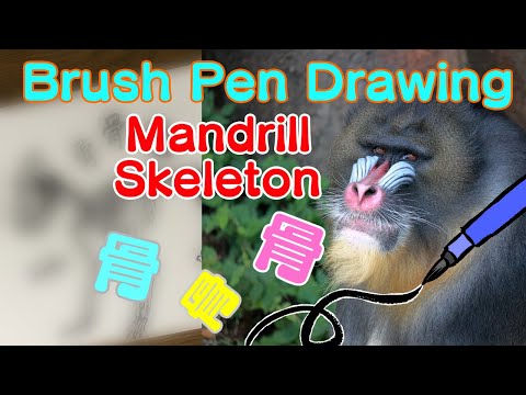 Brush Pen Drawing 筆ペンでマンドリルの骨格をドローイング Youtube