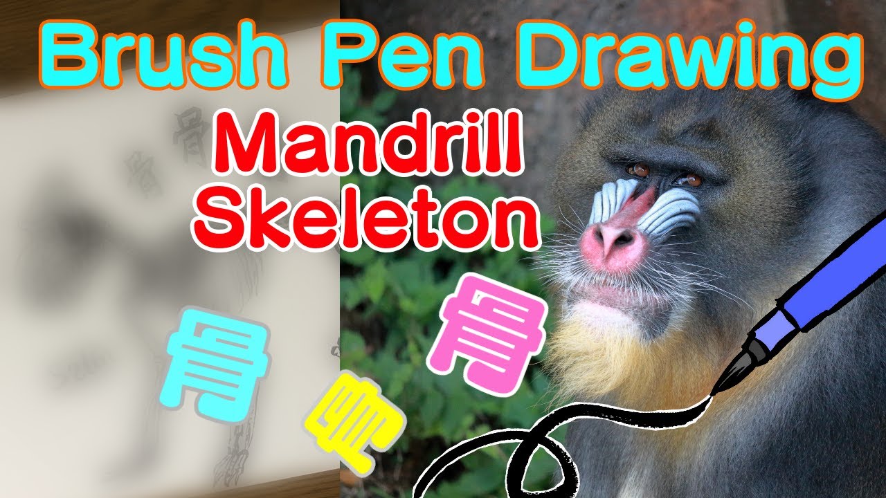 Brush Pen Drawing 筆ペンでマンドリルの骨格をドローイング Youtube