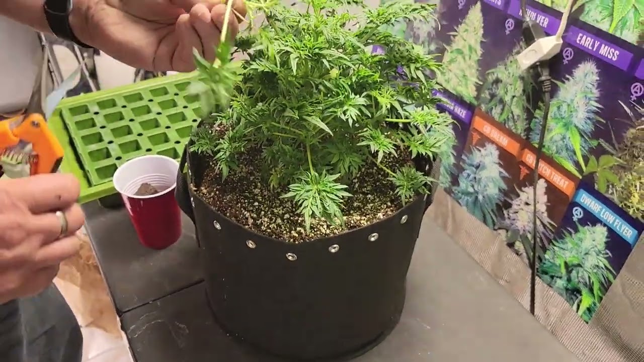 Taking Freakshow Strain Clones 