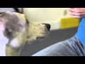 How to Teach Dogs Not to Bite Kids : Dog Training & More How to Teach Dogs Not to Bite Kids : Dog Training & More