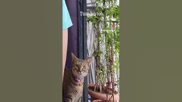 When blooper is better than original😂 #shortsvideo #funny #cats #bloopers #tumhotoh #vishalmishra