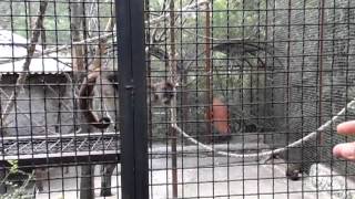 Обезьяны в ялтинском зоопарке \