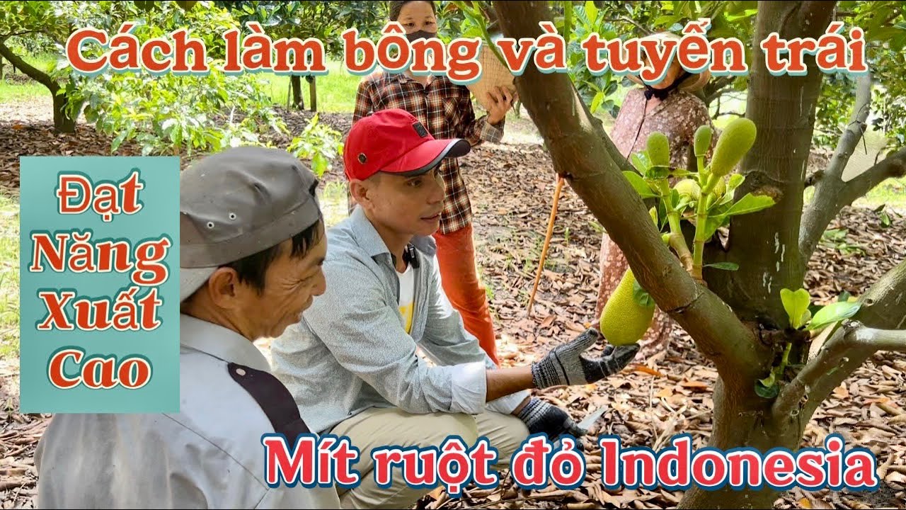hướng dẫn cách để trái và tuyển trái mít ruột đỏ indo và phân biệt sơ đen lúc nhỏ ..!!