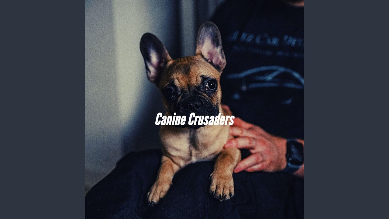 sumptuous-backdrops-for-keeping-dogs-entertained-youtube