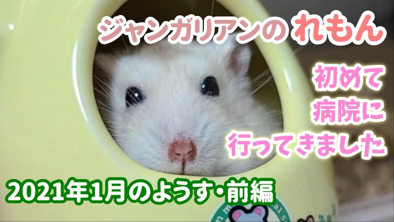 お鼻が赤いので病院に行ってきました ジャンガリアンのれもん 21年1月のようす 前編 ハムスター ジャンガリアン Youtube お鼻が赤いので病院に行ってきました ジャンガリアンのれもん 21年1月のようす 前編 ハムスター ジャンガリアン Youtube