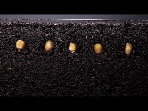 Corn time lapse - 12 days - Plant time lapse series #greentimelapse #gtl #timelapse