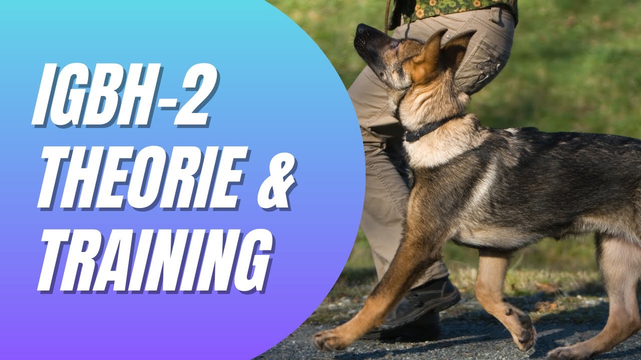 IBGH-2 Training: Theorie & Praxis für perfekten Gehorsam