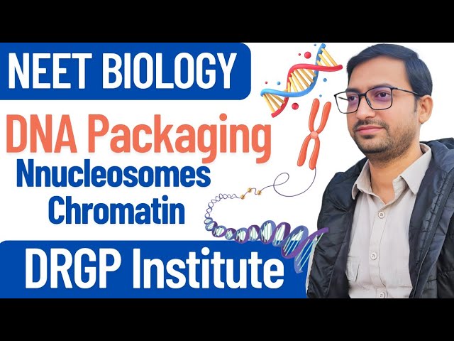 DNA Packaging | Nucleosomes, Chromatin, Chromosome | Class 12 | NEET | NCERT Biology