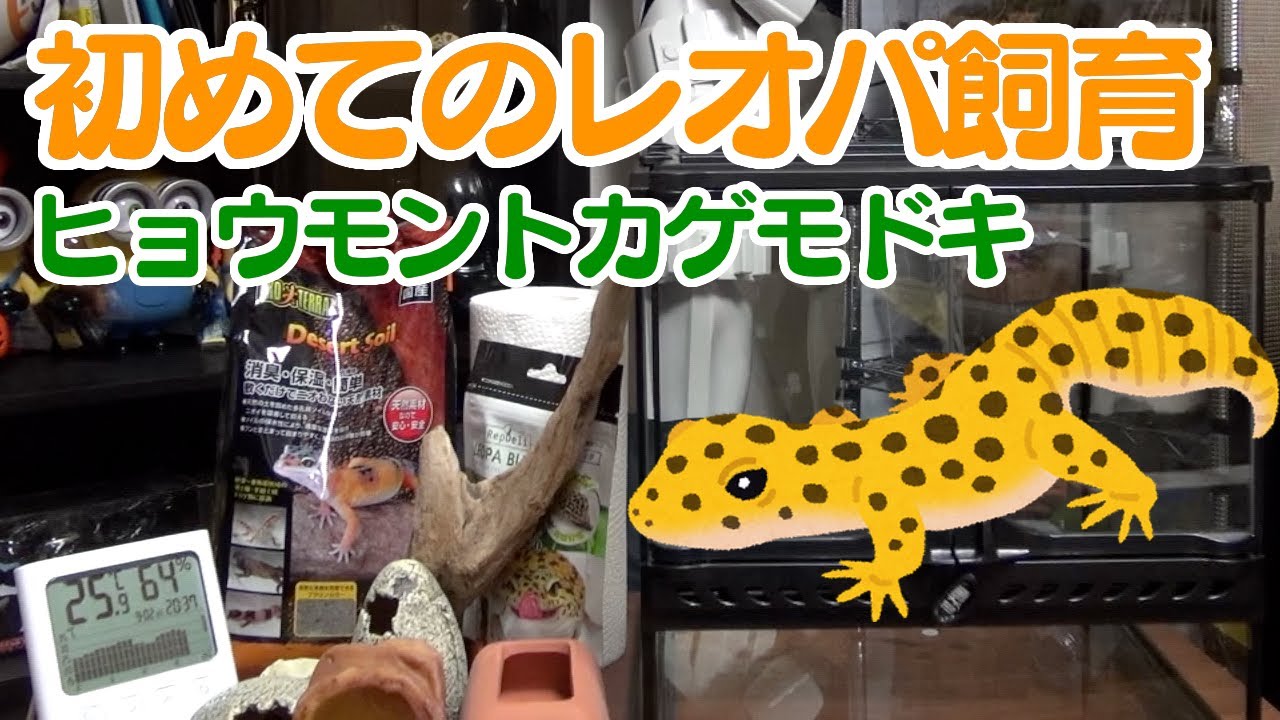 初めてのレオパ飼育】飼育セットの組み方 - YouTube
