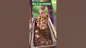 Kauai cacao. Turning the ferment. Oxygenating the cacao beans. Banana leaves for wild yeast.