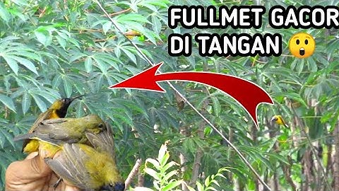 mikat Sogon gacor di kebun singkong