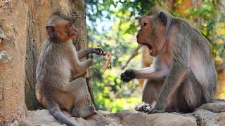 Before issuance​ of milk extra! Old momma Jade p_roscribedd​ the demands of Javor