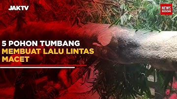 5 Pohon Tumbang Membuat Lalu Lintas Macet