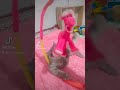 قطتي والنبي دمها شربات
