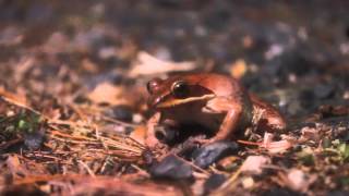 Vernal Pool Chronicles: The 2016 Amphibian Migration Part 2