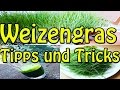 Weizengras im Garten die Inhaltsstoffe + Anbau und Saftausbeute mit dem Angel Juicer #2