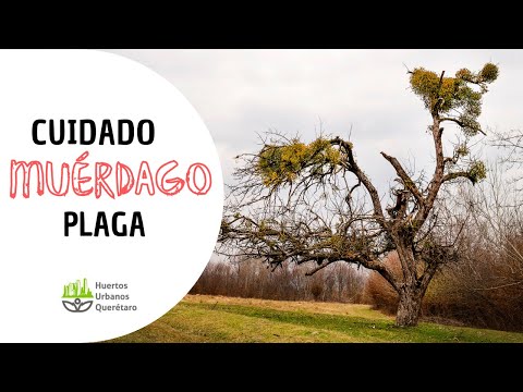 Video: Muérdago en los árboles: consejos para controlar las plantas de muérdago