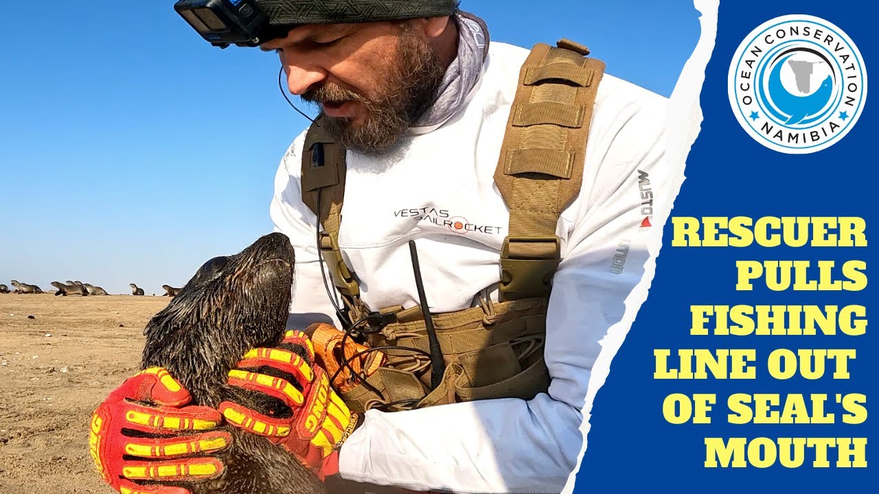 Rescuer Pulls Fishing Line out of Seal's Mouth - YouTube