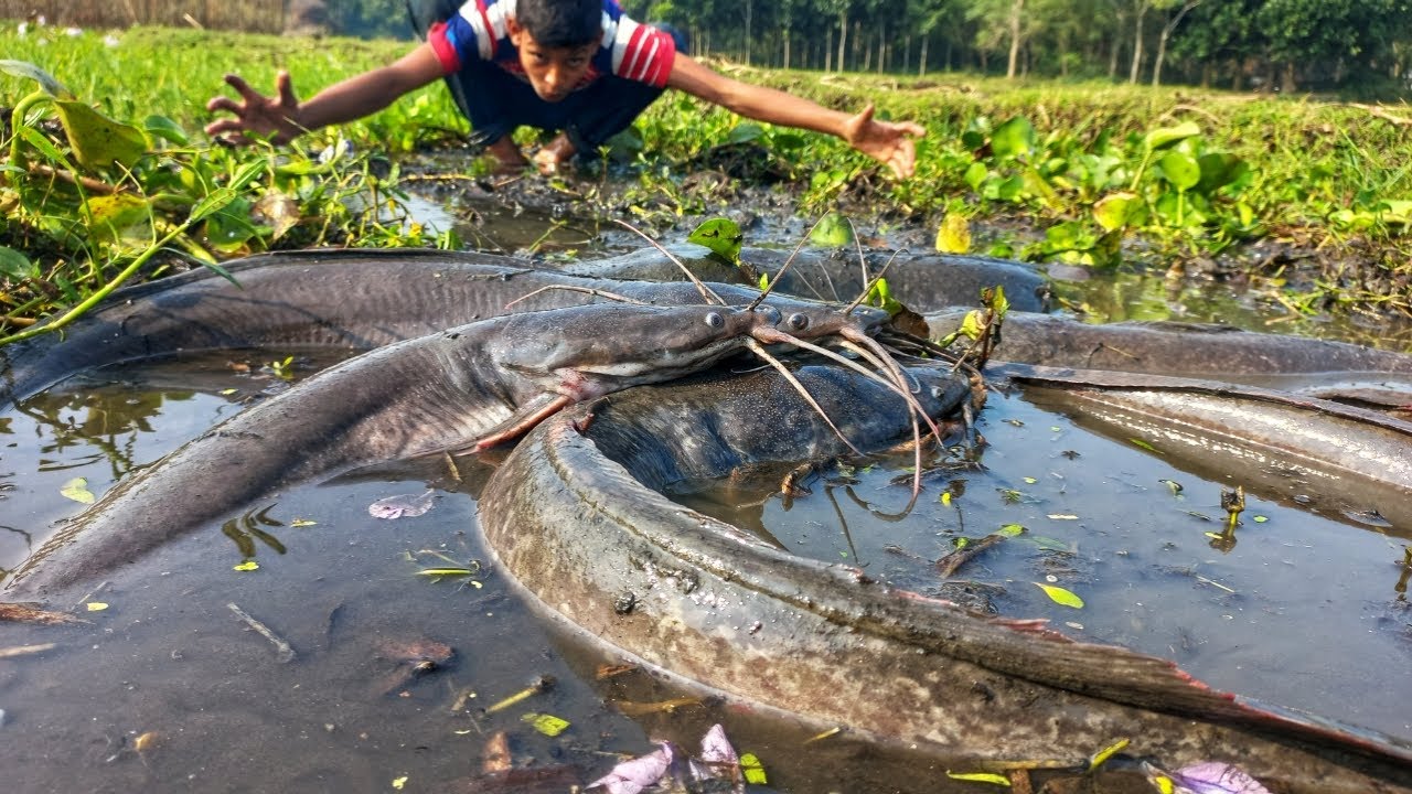 Amazing Boy Catching Many Catfish Under Water Hyacinth Today. Amazing ...