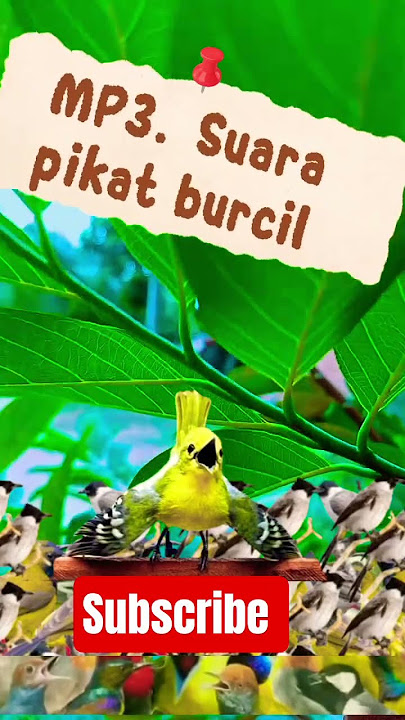MP3. SUARA pikat burcil paling dicari cukup 5 menit langsung viral panen raya