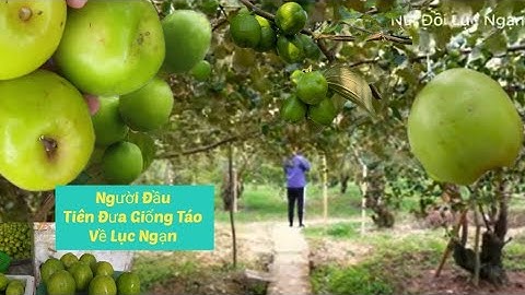 GẶP NGƯỜI ĐẦU TIÊN TRỒNG TÁO VỀ ĐẤT LỤC NGẠN I NÚI ĐỒI LỤC NGẠN