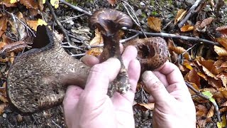 黒くて美味いシシタケご飯