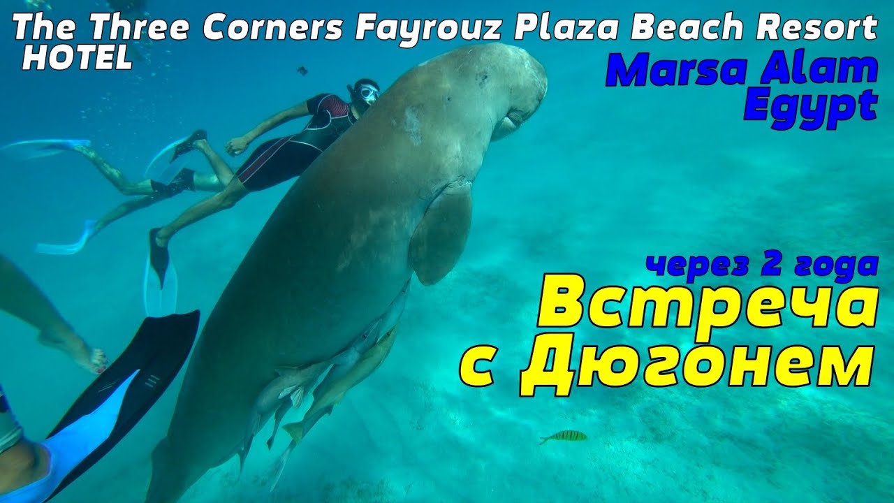 Встреча в море с Дюгонем в Отеле The Three Corners Fayrouz Plaza Beach Resort 5* Marsa Alam Египет