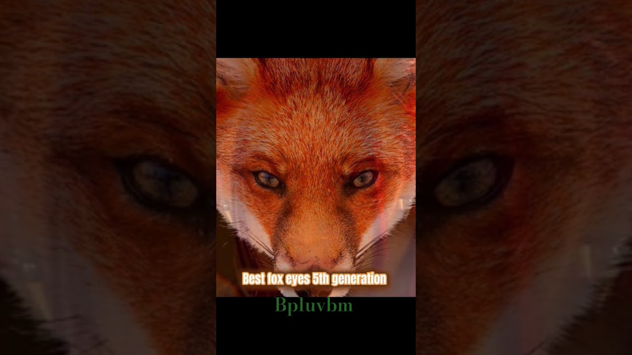 best fox eyes 