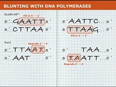 Video: Rozdiel Medzi T4 A T7 DNA Ligázou
