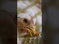 How Animals Have To Live In Our Industry Part 2 | Earth fighter #tiktok
