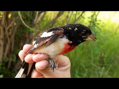 Video: Zijn grosbeak met rozenborst zeldzaam?