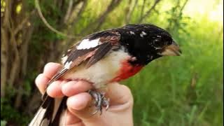 BirdBytes - Rose Breasted Grosbeaks Are Champion Biters