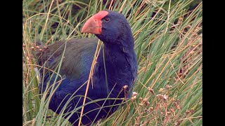 Unser Flug zur Takahe