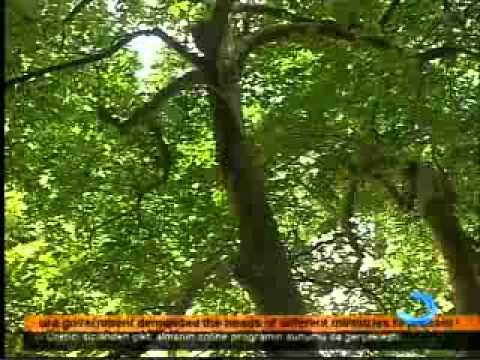 ბათუმი ბოტანიკური ბაღი წელს 20 ათასმა ვიზიტორმა მოინახულა