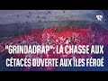 500 ctacs ont t tus pendant la tradition du grindadrap aux les fro depuis janvier 2023