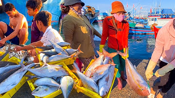 Ngư Dân Mỹ Tân May Mắn Đánh Được Mẻ Cá Cam | Hang Rái Vẻ Đẹp Của Đá Và Biển