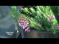 Deer Resistant Plants #2