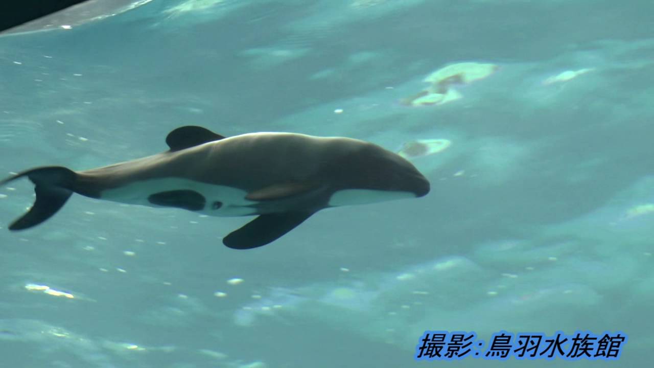 鳥羽水族館でイロワケイルカの赤ちゃん誕生 Youtube