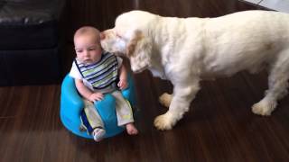 Clumber Spaniel and baby