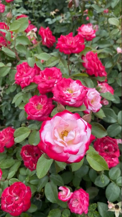 எந்த உரமும் இல்லாமல் ரோஜா செடி தளிர் விட டிப்ஸ்/ without fertilizer rose plant growth 🫢🌹🫢🌹