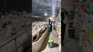 China goat farm technique 😨