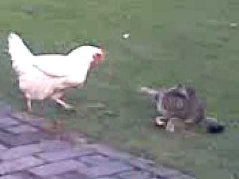 chicken vs cat