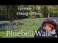 The BEST Bluebell Walk In Hampshire (Micheldever Wood)
