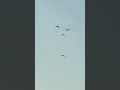 Freedom in the Sky 🕊️ | Birds Flying Aesthetic #Shorts