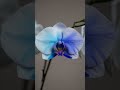 Creating a perfect color gradient on this orchid 💧 #shorts #oddlysatisfying #art #flowers #ai