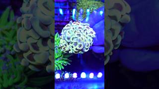 Coral 23 WhatsApp(797240049) #rafakoralowa #korallen #reeftank #akwarystykamorska #riffaquarium