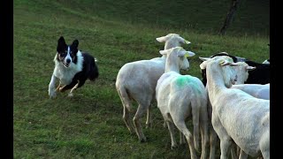 Beautiful Slovenia Cheesemaking On a Shepherd farm With border collies