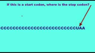 GENETICS 2: FINDING GENES: SEQUENCES
