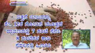 15 10 2015 seed treatment in bengalgram cultivation dr r h patila and report on papaya cultivation t